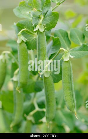 Pisum sativm 'Kelvedon Wonder' Erbsen. Bereit, Erbsenschoten auf Pflanzen zu ernten, die von Netzen und Zweigen in einem Vorstadtgarten unterstützt werden. VEREINIGTES KÖNIGREICH Stockfoto