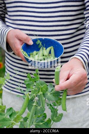 Pisum sativum 'Kelvedon Wonder'. Im Sommer in einem Vorstadtgarten Erbsen pflücken. VEREINIGTES KÖNIGREICH Stockfoto