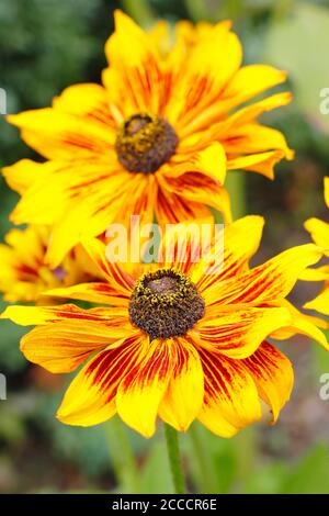 Rudbeckia hirta 'Rustikaler Zwerg'. Koneblüten in einem englischen Garten im Spätsommer. VEREINIGTES KÖNIGREICH. Stockfoto