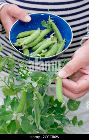 Pisum sativum 'Kelvedon Wonder'. Im Sommer in einem Vorstadtgarten Erbsen pflücken. VEREINIGTES KÖNIGREICH Stockfoto