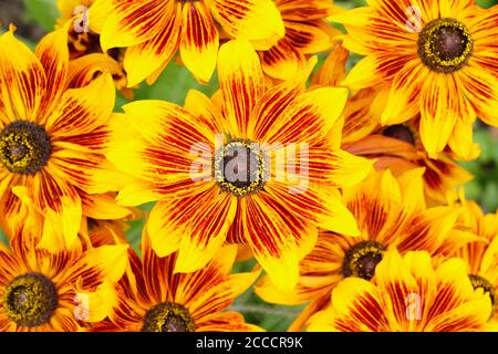 Rudbeckia hirta 'Rustikaler Zwerg'. Koneblüten in einem englischen Garten im Spätsommer. VEREINIGTES KÖNIGREICH. Stockfoto