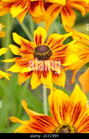 Rudbeckia hirta 'Rustikaler Zwerg'. Koneblüten in einem englischen Garten im Spätsommer. VEREINIGTES KÖNIGREICH. Stockfoto