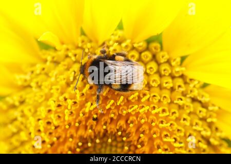 Hummel sammelt Nektar auf einer Sonnenblume in einem Spätsommergarten. VEREINIGTES KÖNIGREICH Stockfoto