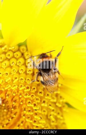 Helianthus annuus. Hummel sammelt Nektar auf einer Sonnenblume in einem Spätsommergarten. VEREINIGTES KÖNIGREICH Stockfoto