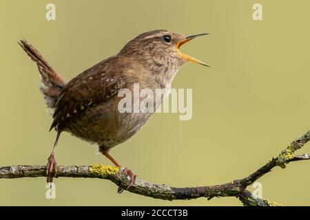 Wren Stockfoto