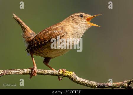 Wren Stockfoto