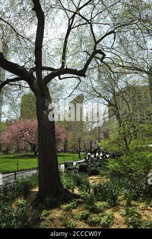 Das Flatiron Building an der 5th Avenue, vom Madison Square Park aus gesehen. New York Stockfoto