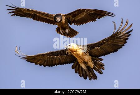 3. Des 4. Kalenderjahres Lammergeier (Gypaetus barbatus) in den spanischen Pyrenäen. Auch bekannt als Bartgeier. Stockfoto