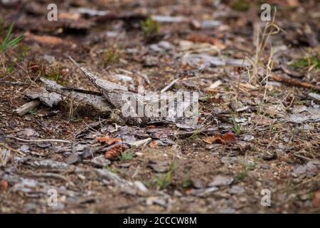 Ziegenmelker, Caprimulgus europaeus, europäischer Nachtschwalbe Stockfoto