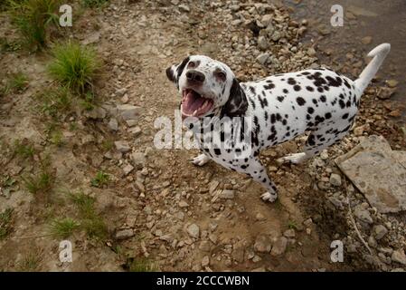 Glücklicher Hund auf einem Spaziergang schaut auf den Besitzer. Stockfoto