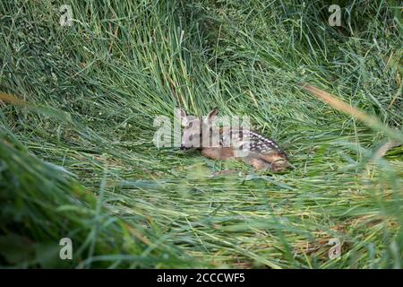 Rehkitz, Capreolus capreolus, europäisches Reh Stockfoto