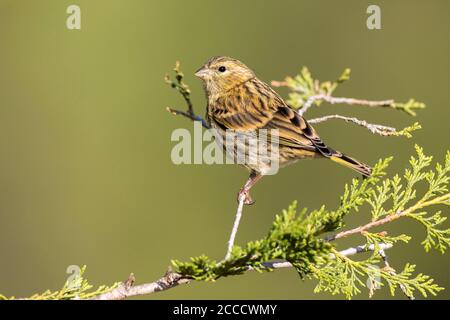 Europäische Serin (Serinus serinus) in Spanien. Unreif in einem kleinen Busch. Stockfoto