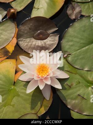 Seerose (numphaea) in voller Blüte in einem Teich in Nord-Wales England. Stockfoto