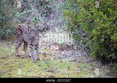 Iberischer Luchs (Lynx Pardinus) in Cordoba, Spanien. Still stehen. Stockfoto