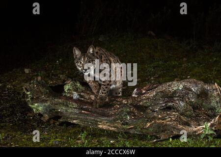 Iberischer Luchs (Lynx Pardinus) in Cordoba, Spanien, während der Nacht. Stockfoto