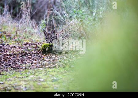 Iberischer Luchs (Lynx Pardinus) in Cordoba, Spanien. Stockfoto