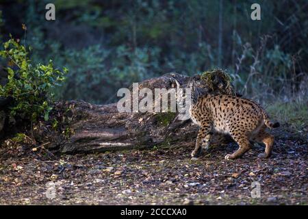 Iberischer Luchs (Lynx Pardinus) in Cordoba, Spanien. Stockfoto