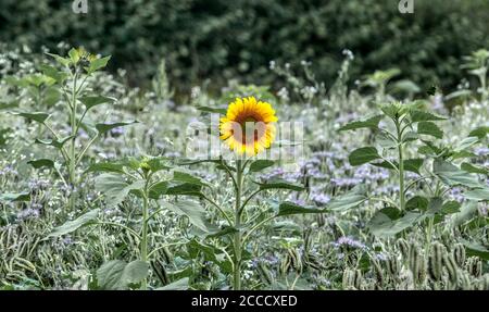 Einsame Sonnenblume Stockfoto