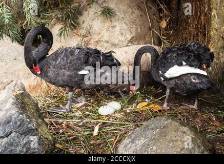 Las Palmas, Gran Canaria, Kanarische Inseln, Spanien. August 2020. Die schwarzen Schwäne brüten zwei Eier im Stadtpark in Las Palmas auf Gran Canaria aus, da die Temperaturen am Freitag auf 40 Grad Celsius prognostiziert werden. Kredit: Alan Dawson/Alamy Live Nachrichten Stockfoto