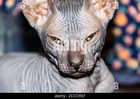 Graue sphynx haarlose Kätzchen Nahaufnahme. Graues sphynx haarloses Kätzchen. Schönes Katzengesicht mit haarloser Haut. Stockfoto
