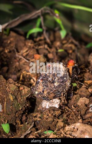 Kleine braune Pilze wachsen in einem Garten, Kapstadt, Südafrika Stockfoto