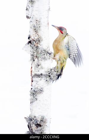 Iberischer Grünspecht (Picus sharpei) in Leon, Spanien. In schneebedeckter Umgebung. Stockfoto