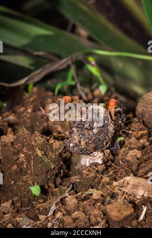 Kleine braune Pilze wachsen in einem Garten, Kapstadt, Südafrika Stockfoto