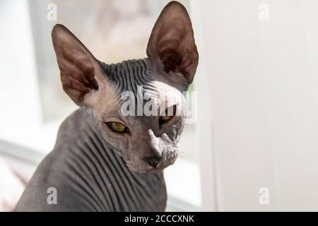 Graue sphynx haarlose Kätzchen, haarlose, anti-allergene Katze, Haustier Blick vor schöne Katze Gesicht mit haarlose Haut. Stockfoto