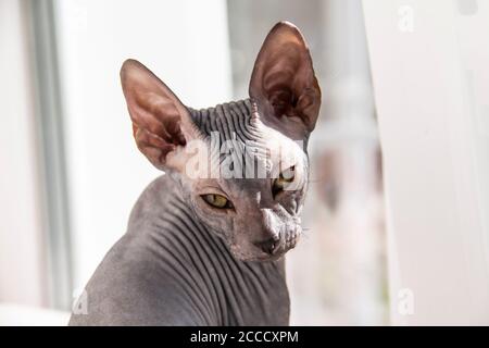 Graue sphynx haarlose Kätzchen, haarlose, anti-allergene Katze, Haustier Blick vor schöne Katze Gesicht mit haarlose Haut. Stockfoto