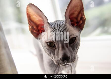 Graue sphynx haarlose Kätzchen Nahaufnahme. Graues sphynx haarloses Kätzchen. Schönes Katzengesicht mit haarloser Haut. Stockfoto