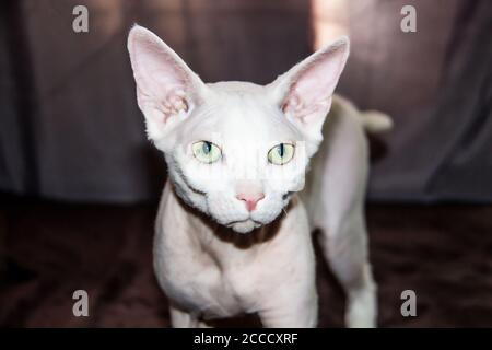 Sphinx haarlose Katze, haarlose, antiallergene Katze, Haustier Blick vor schöne Katze Gesicht mit haarloser Haut. Stockfoto