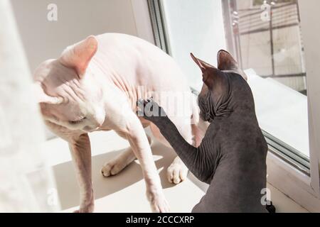 Zwei sphynx haarlose Katzen, antiallergene Katzen. Zwei Haustiere spielen oder kämpfen gemeinsam am Fenster. Schöne Katzen mit haarloser Haut. Ein graues Kätzchen-Seufzer Stockfoto