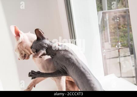Zwei sphynx haarlose Katzen, antiallergene Katzen. Zwei Haustiere spielen oder kämpfen gemeinsam am Fenster. Schöne Katzen mit haarloser Haut. Ein graues Kätzchen-Seufzer Stockfoto