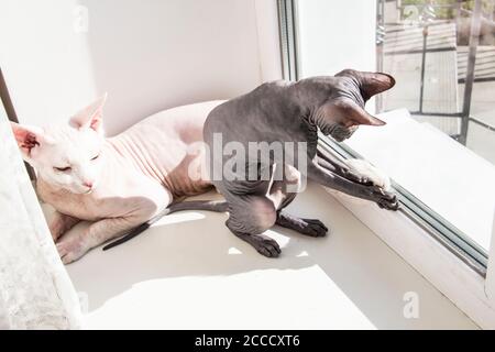 Zwei sphynx haarlose Katzen, antiallergene Katzen. Zwei Haustiere spielen oder kämpfen gemeinsam am Fenster. Schöne Katzen mit haarloser Haut. Ein graues Kätzchen-Seufzer Stockfoto