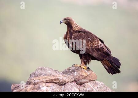 Goldener Adler (Aquila chrysaetos) auf einem Felsen in der Nähe von Madrid in Spanien. Stockfoto