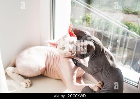 Zwei sphynx haarlose Katzen, antiallergene Katzen. Zwei Haustiere spielen oder kämpfen gemeinsam am Fenster. Schöne Katzen mit haarloser Haut. Ein graues Kätzchen-Seufzer Stockfoto