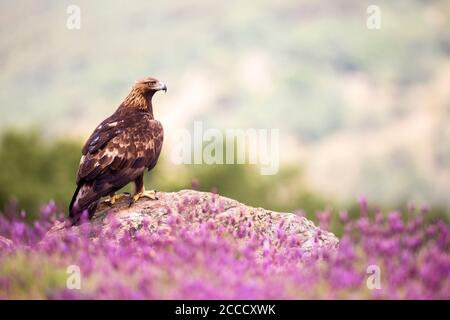 Goldener Adler (Aquila chrysaetos), der auf einem Felsen auf dem Boden ruht, umgeben von schönen violetten Blumen, in der Nähe von Madrid in Spanien. Stockfoto