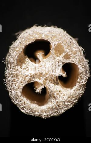 Ein Loofa Scheuerschwamm 10973 Stockfoto