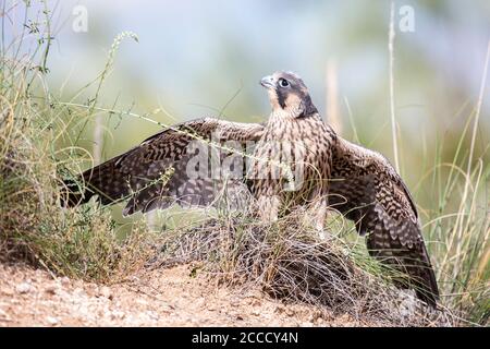 Jugendfalke (Falco peregrinus brookei) auf dem Boden in der Nähe von Madrid in Spanien. Stockfoto