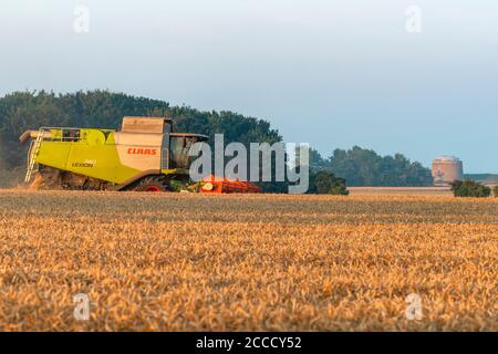 Weizenernte Bawdsey Suffolk England Stockfoto