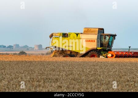 Weizenernte Bawdsey Suffolk England Stockfoto