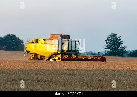 Weizenernte Bawdsey Suffolk England Stockfoto