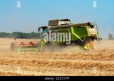 Weizenernte Bawdsey Suffolk England Stockfoto