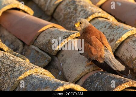 Kleiner Kestrel (Falco naumanni) in Spanien. Erwachsener Mann sitzt auf alten Scheune in spanischen ländlichen Raum. Stockfoto