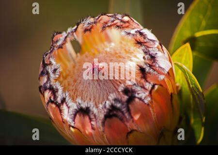 Bartprotea Protea laurifolia 12728 Stockfoto