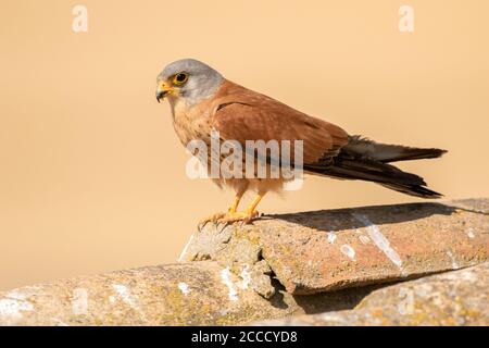 Kleiner Kestrel (Falco naumanni) in Spanien. Erwachsener Mann sitzt auf alten Scheune in spanischen ländlichen Raum. Stockfoto