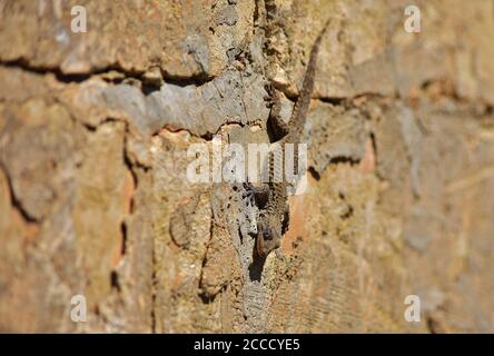 Maurischer Gecko auf einer Kalksteinmauer in der maltesischen Landschaft. Stockfoto
