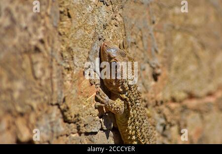 Maurischer Gecko auf einer Kalksteinmauer in der maltesischen Landschaft. Stockfoto