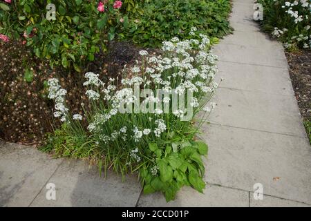Weißer (Alba) Chinesischer Schnittlauch (Allium tuberosum) wächst in einer Gartengrenze mit Honigbienen (APIs spp) auf den Blüten. Stockfoto