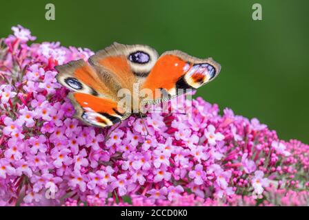 Peacock Butterfly - Inachis io, wunderschön gefärbter Buschfuß-Schmetterling aus europäischen Wiesen und Gärten, Zlin, Tschechische Republik. Stockfoto